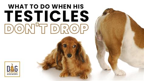 puppy testes drop|dog balls not dropping.